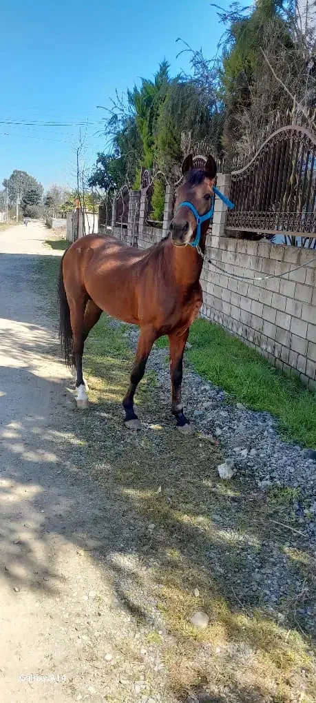 اسب جوان سرحال نژاد کرداصیل|اسب و تجهیزات اسب‌سواری|چابکسر, |دیوار