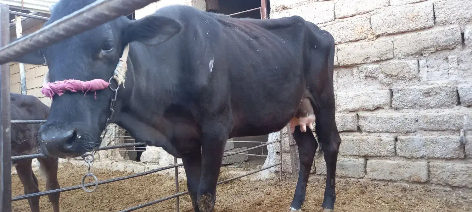 اهواز  رامشیر|حیوانات مزرعه|رامشیر, |دیوار