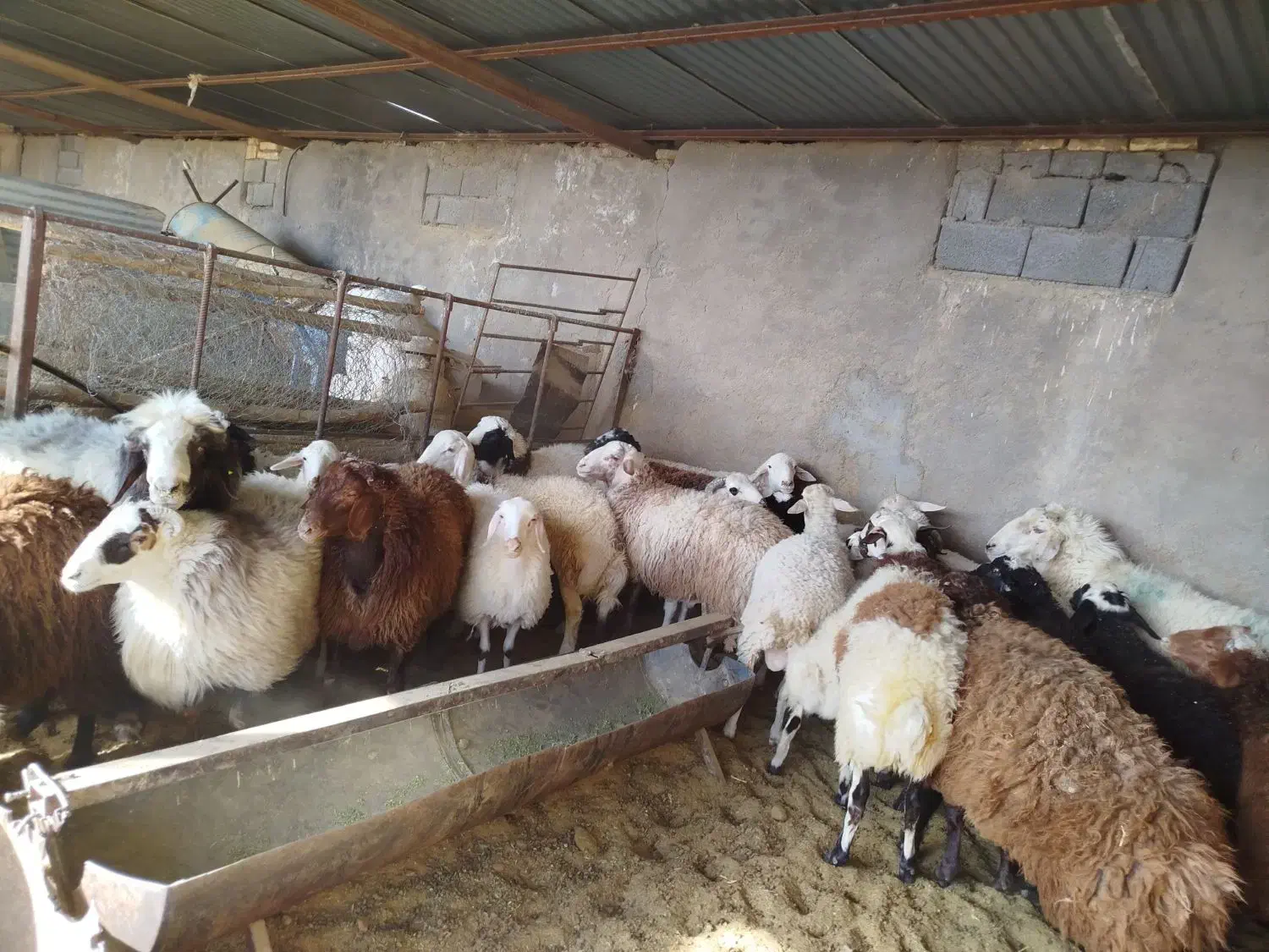 تعدادی بره و قوچ و دبر|حیوانات مزرعه|شهر بابک, |دیوار