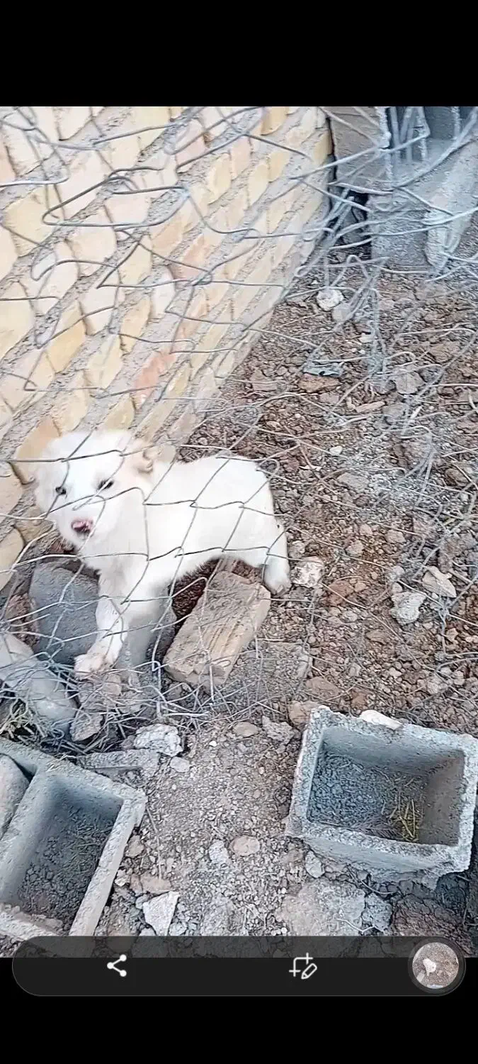 سگ سالم|سگ|جوادآباد, |دیوار