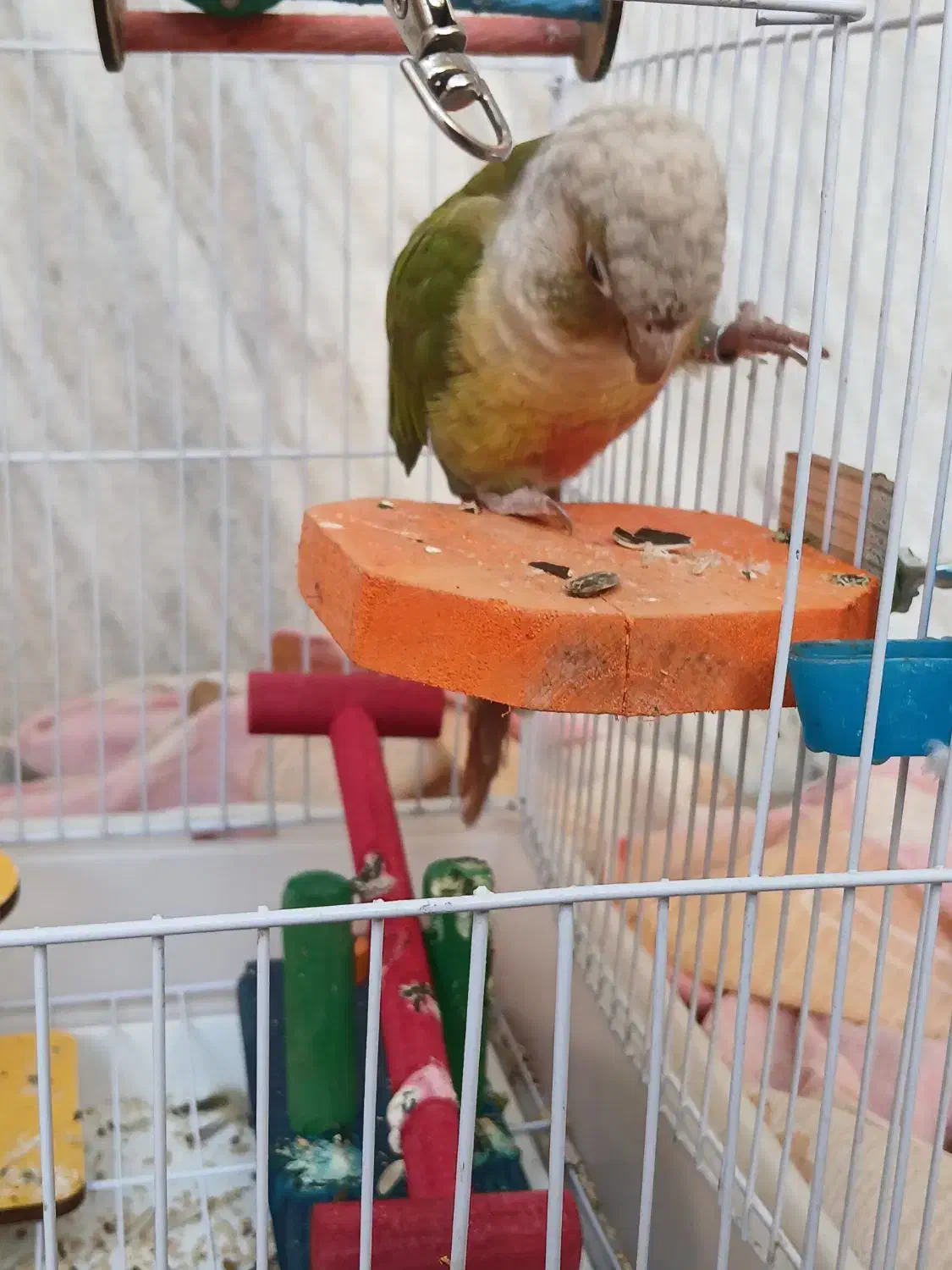 گرینچیک و کوتوله|پرنده|خمینی‌شهر, |دیوار