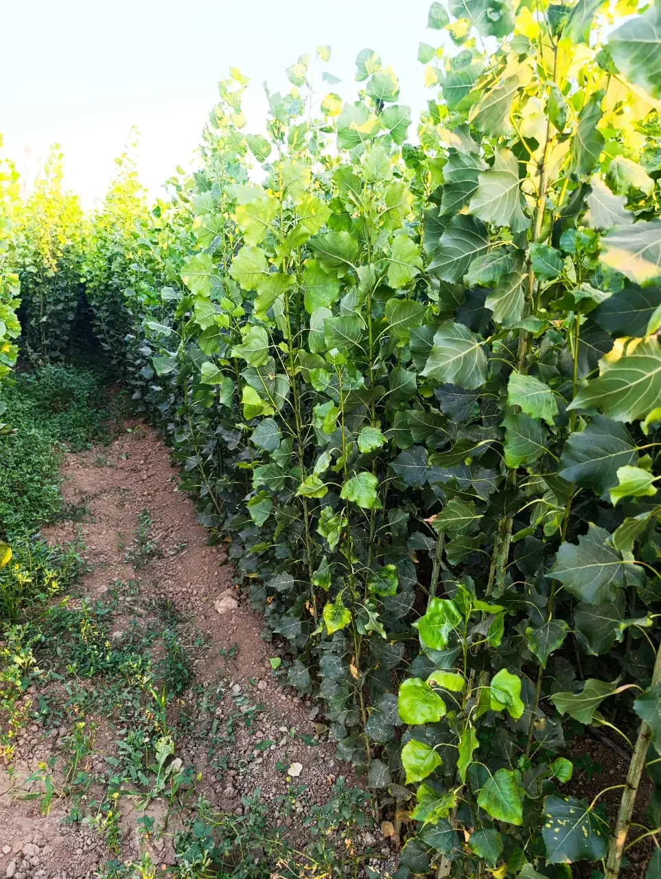 رشـد اقثصادی با نهـالهـای شهـر نـهـال|خدمات باغبانی و درختکاری|سردشت, |دیوار