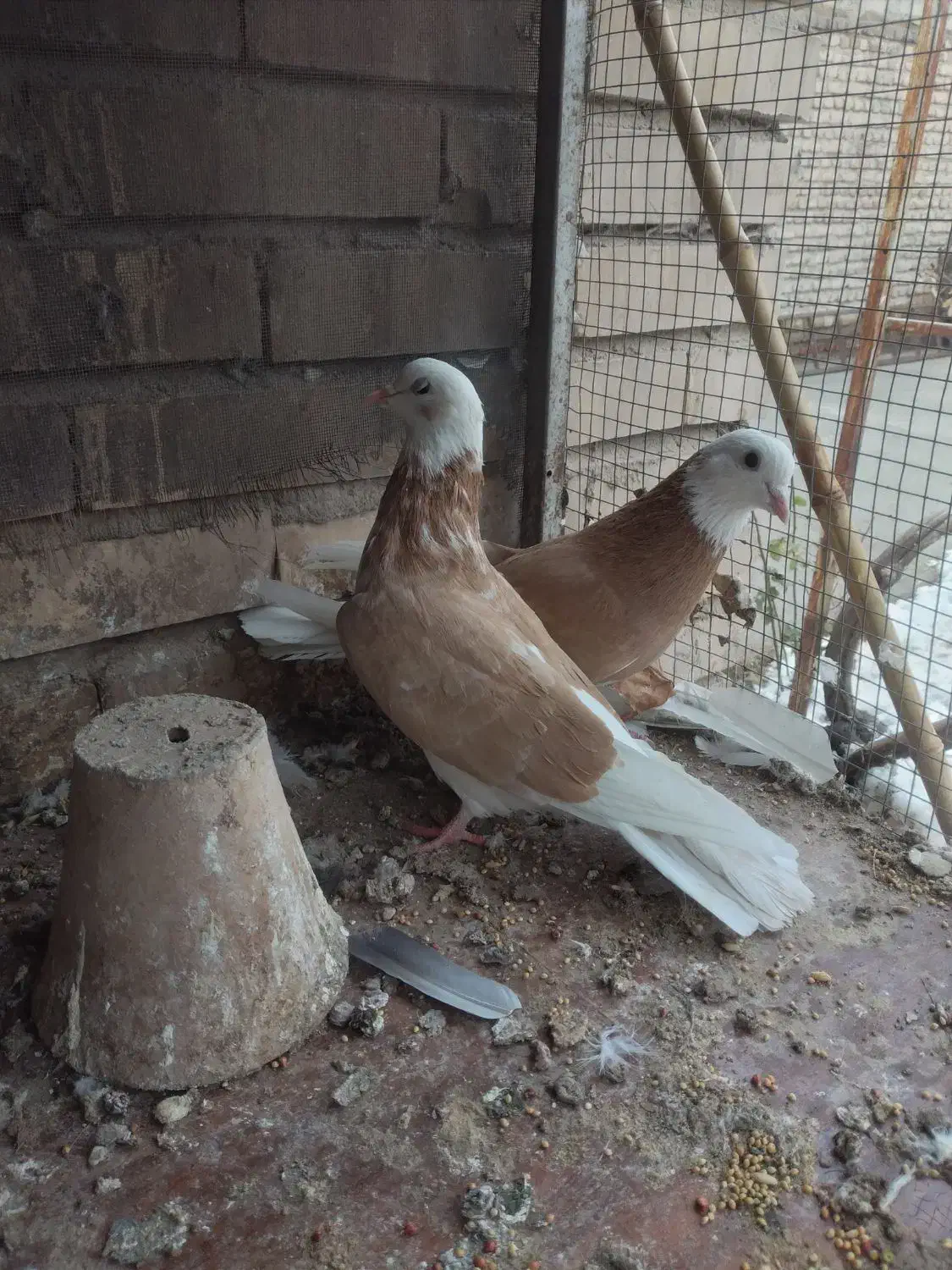 کبوترتهرانی|پرنده|خسروشاه, |دیوار