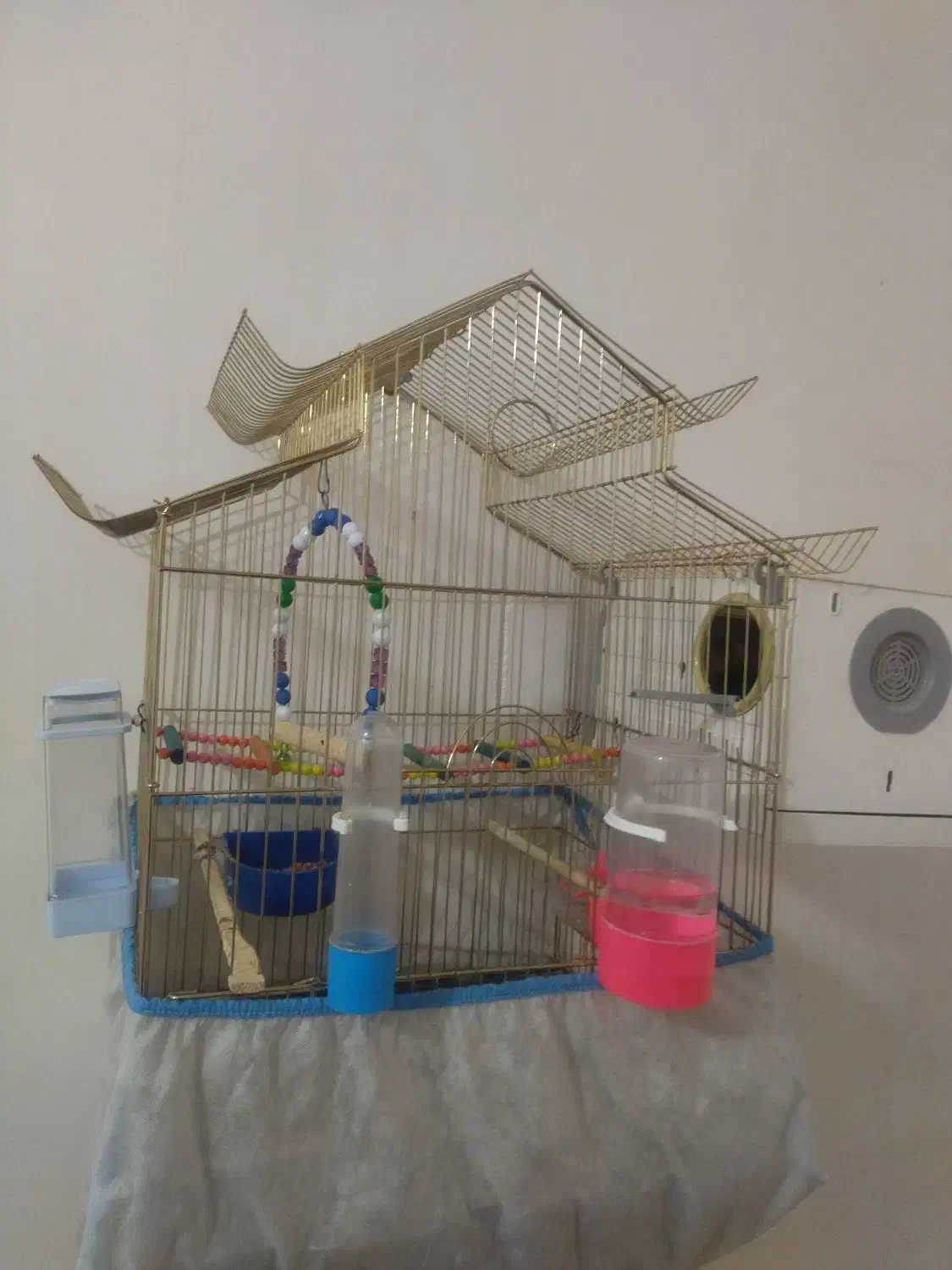 طوطی برزیلی|پرنده|دزفول, |دیوار