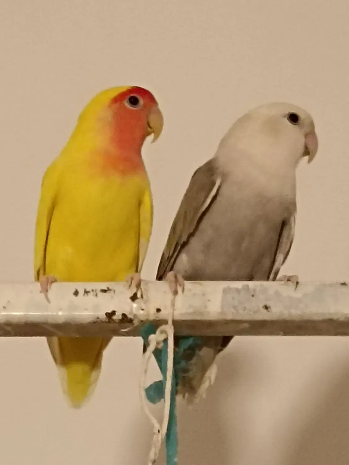 کوتوله جفت مولد|پرنده|مرند, |دیوار