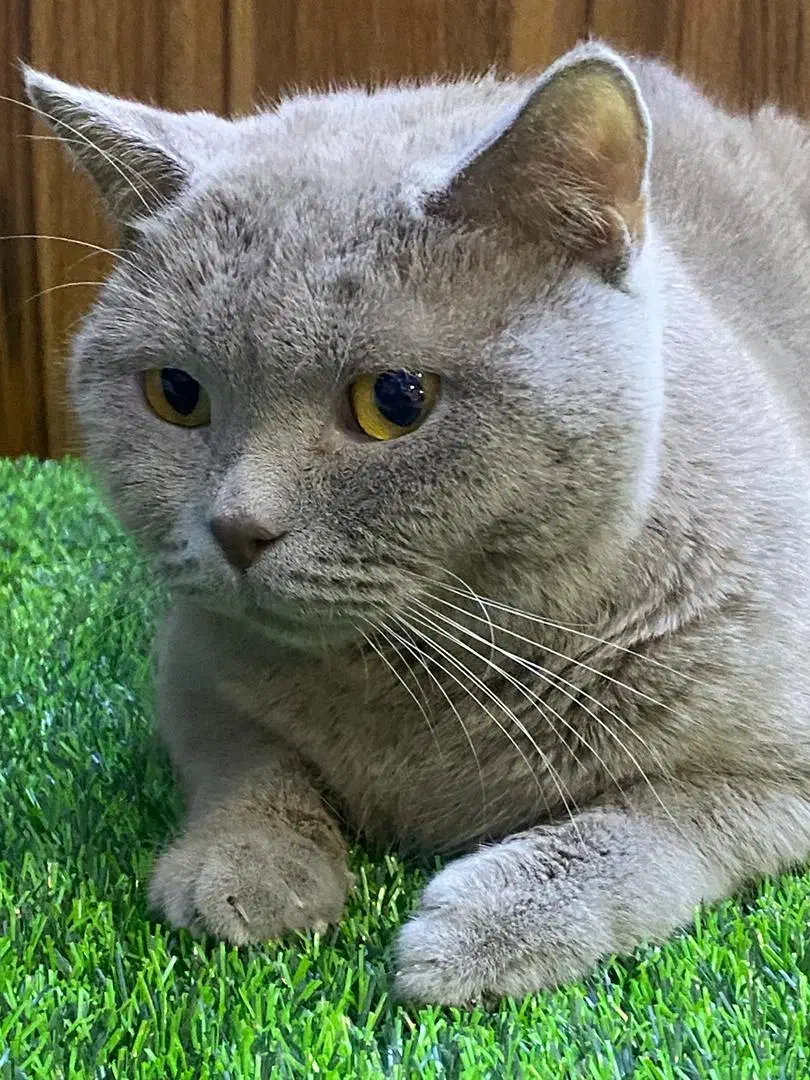 اسکاتیش لیلاک به علت مهاجرت|گربه|تهران, گیشا|دیوار