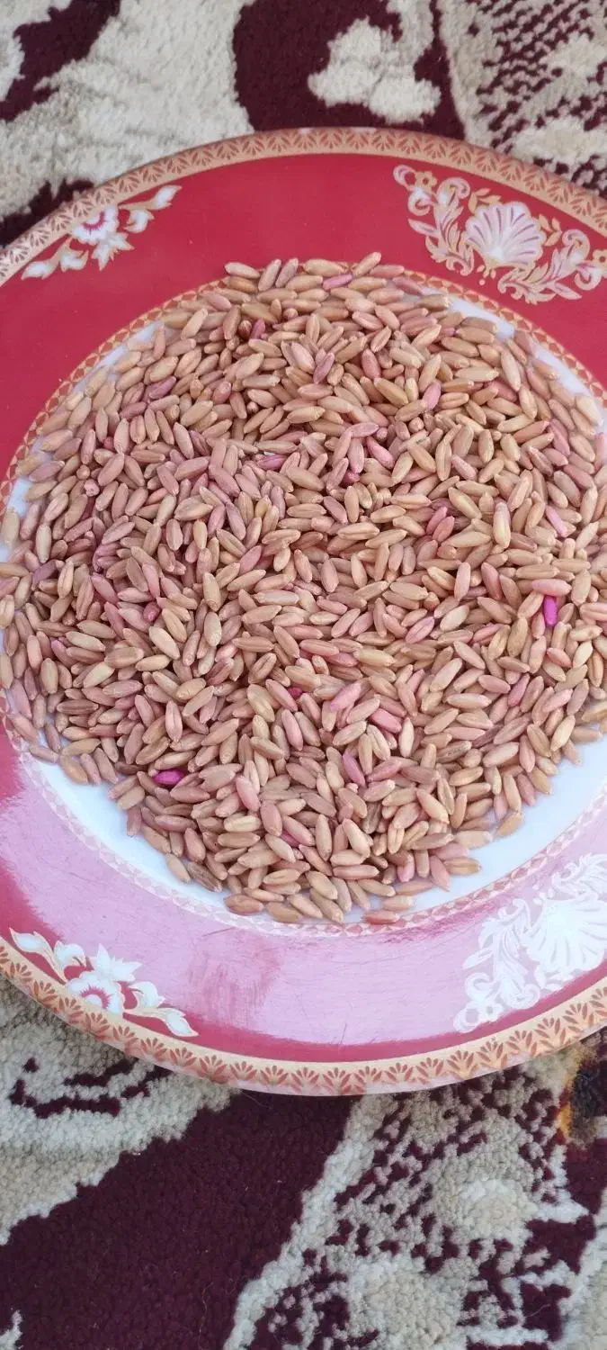 گندم سرداری|خدمات باغبانی و درختکاری|کلیائی, |دیوار