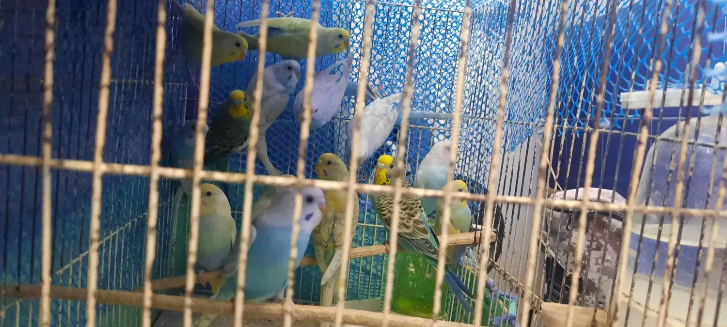 مرغ عشق|پرنده|قائم‌شهر, |دیوار