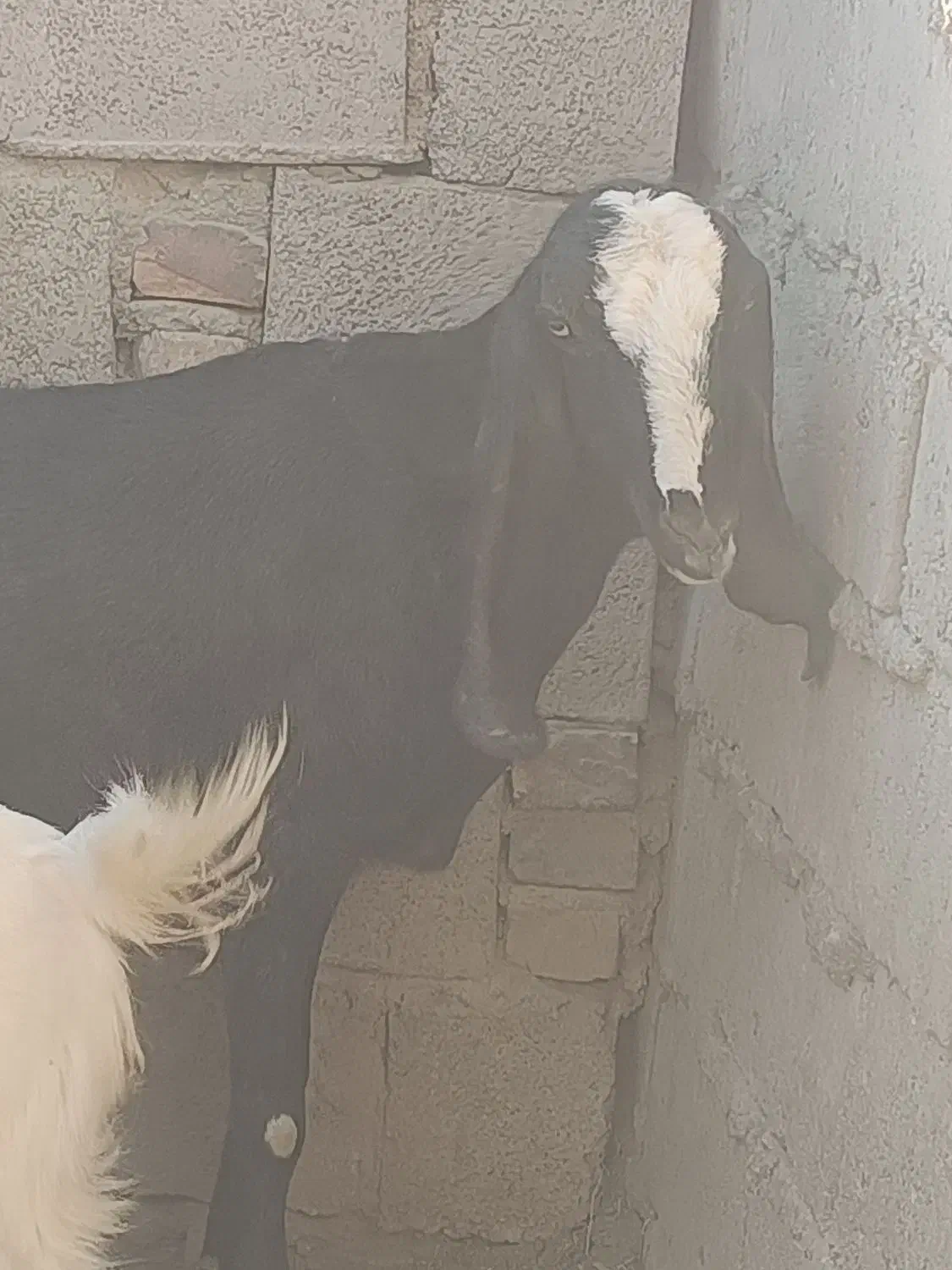 بز دو رگ پنجاب|حیوانات مزرعه|سراوان, |دیوار