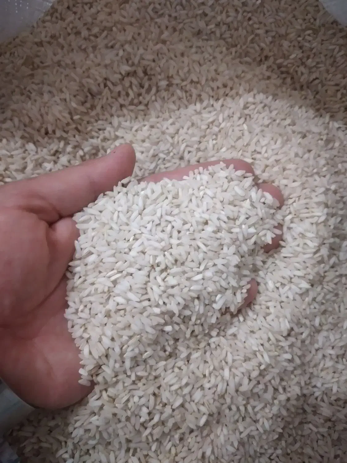 برنج سالم ونیم دانه محلی صدری صحنه|خوردنی و آشامیدنی|صحنه, |دیوار