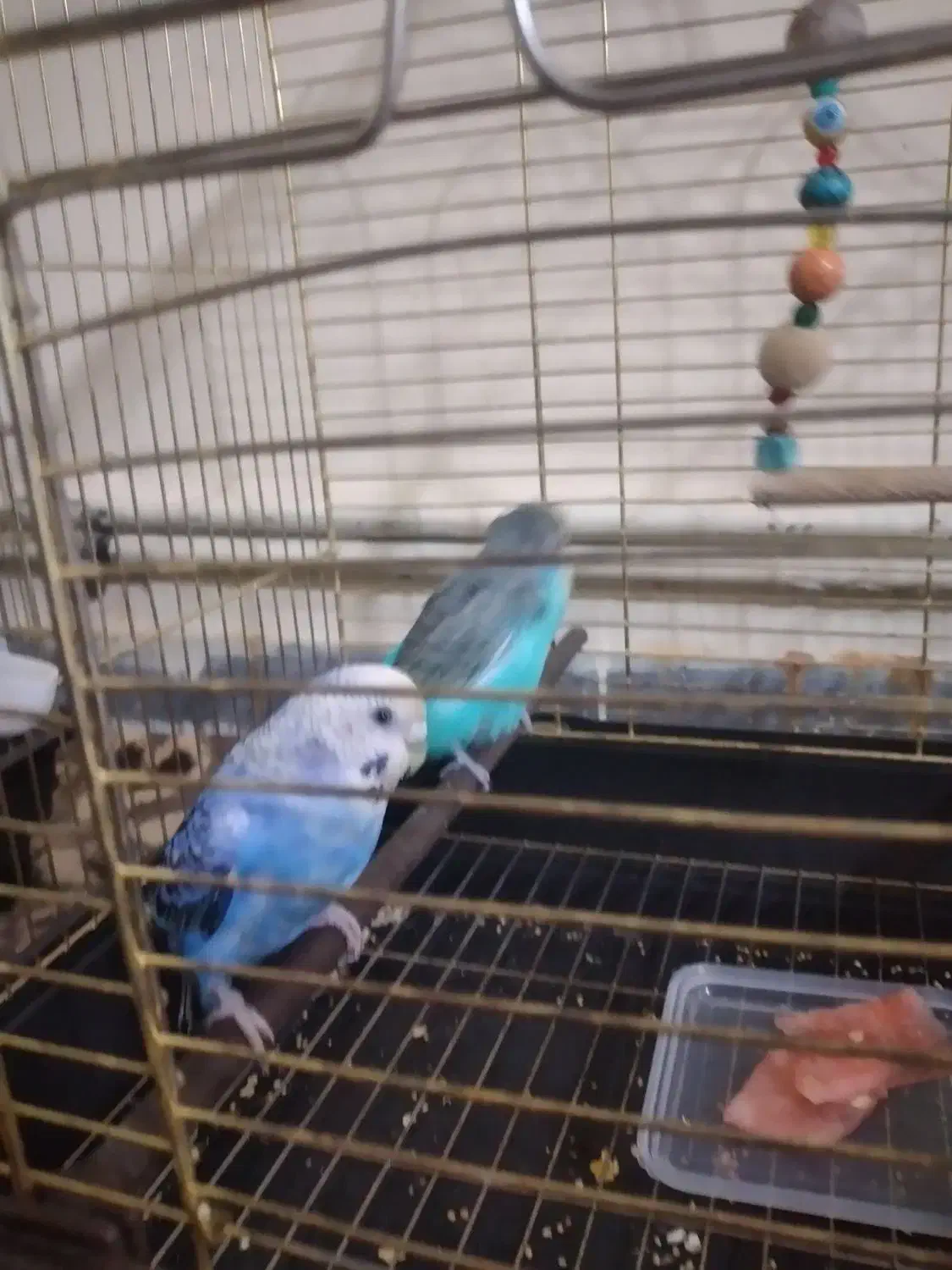 عروس هلندی و مرغ عشق|پرنده|کرمان, |دیوار