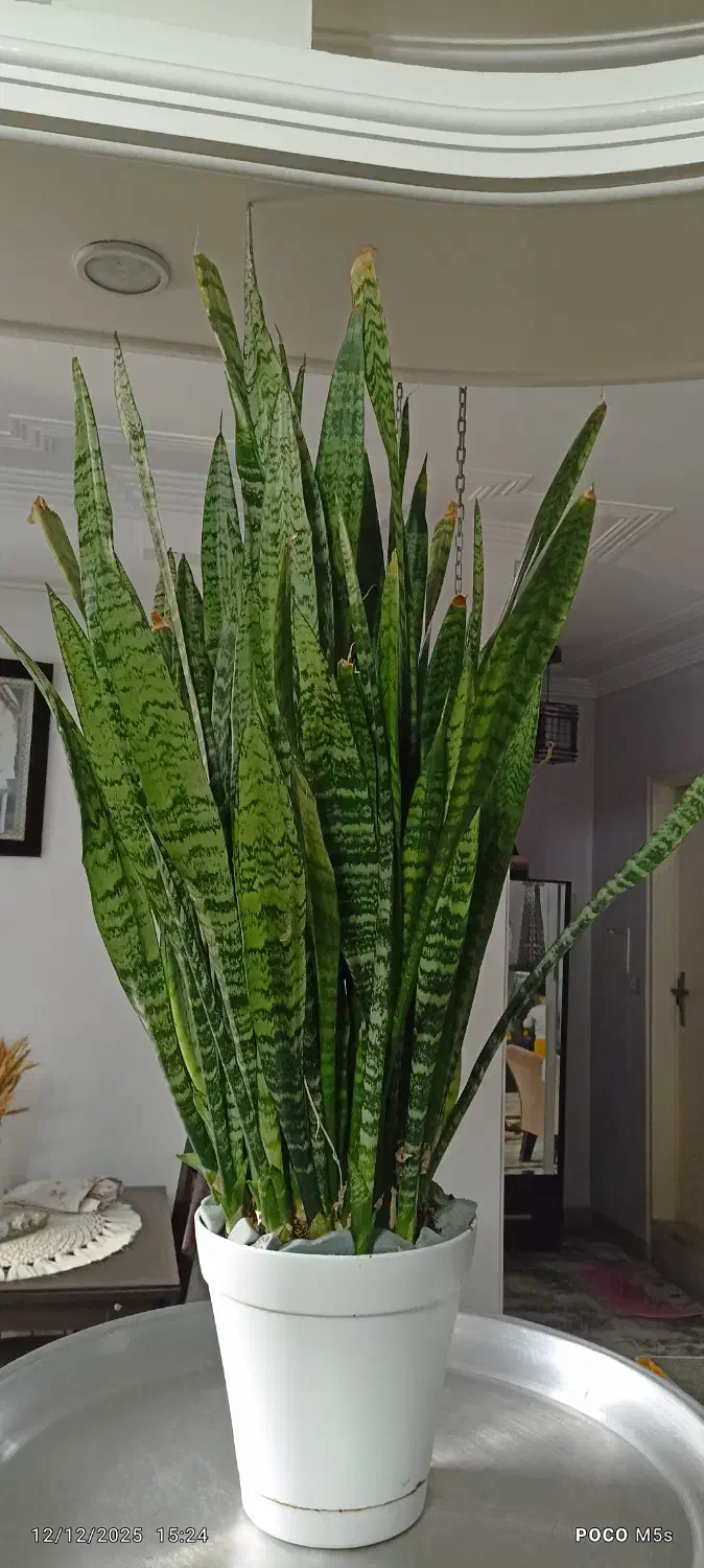 گلدان سانسوریا یک متری کاملا پر پاجوش سالم و سرحال|گل و گیاه طبیعی|تهران, وصفنارد|دیوار