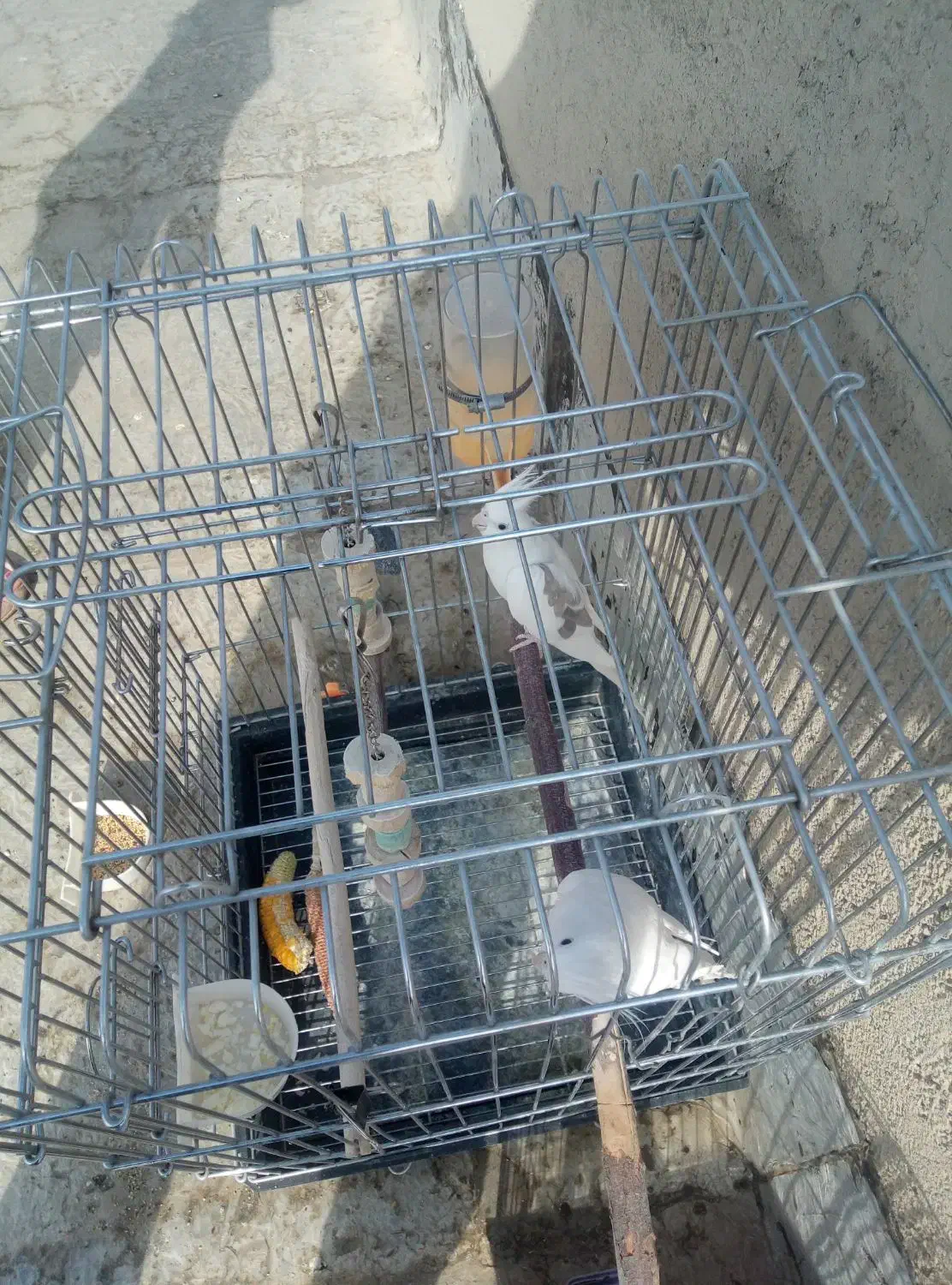 عروس هلندی جفت|پرنده|شهریار, شهریار|دیوار