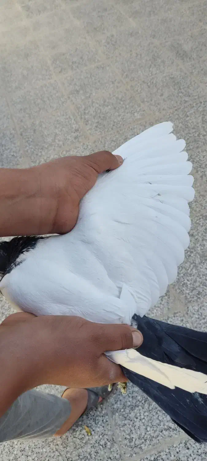 حیوان|پرنده|زرند, |دیوار