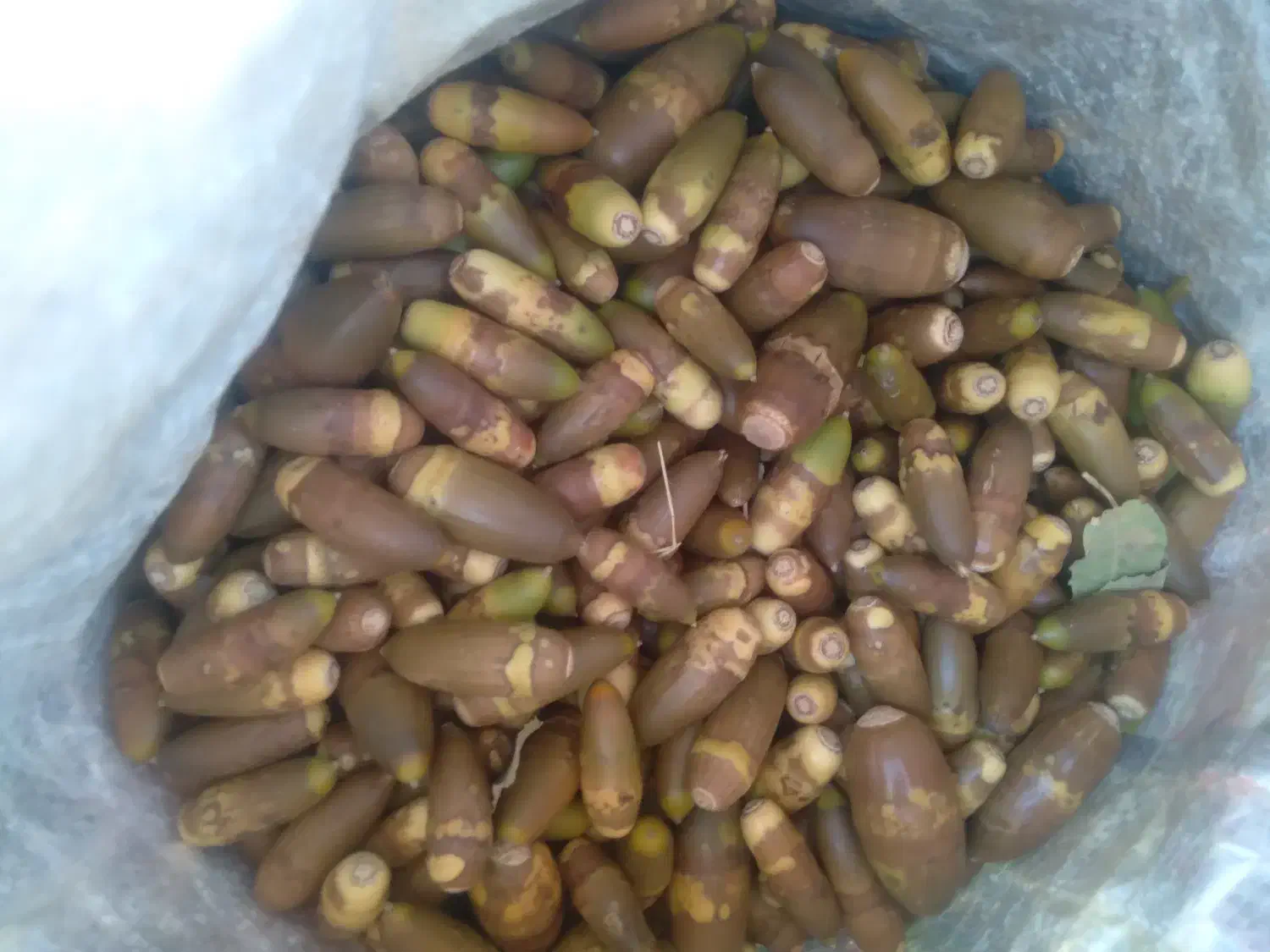 بلوط|گل و گیاه طبیعی|ملکشاهی, |دیوار