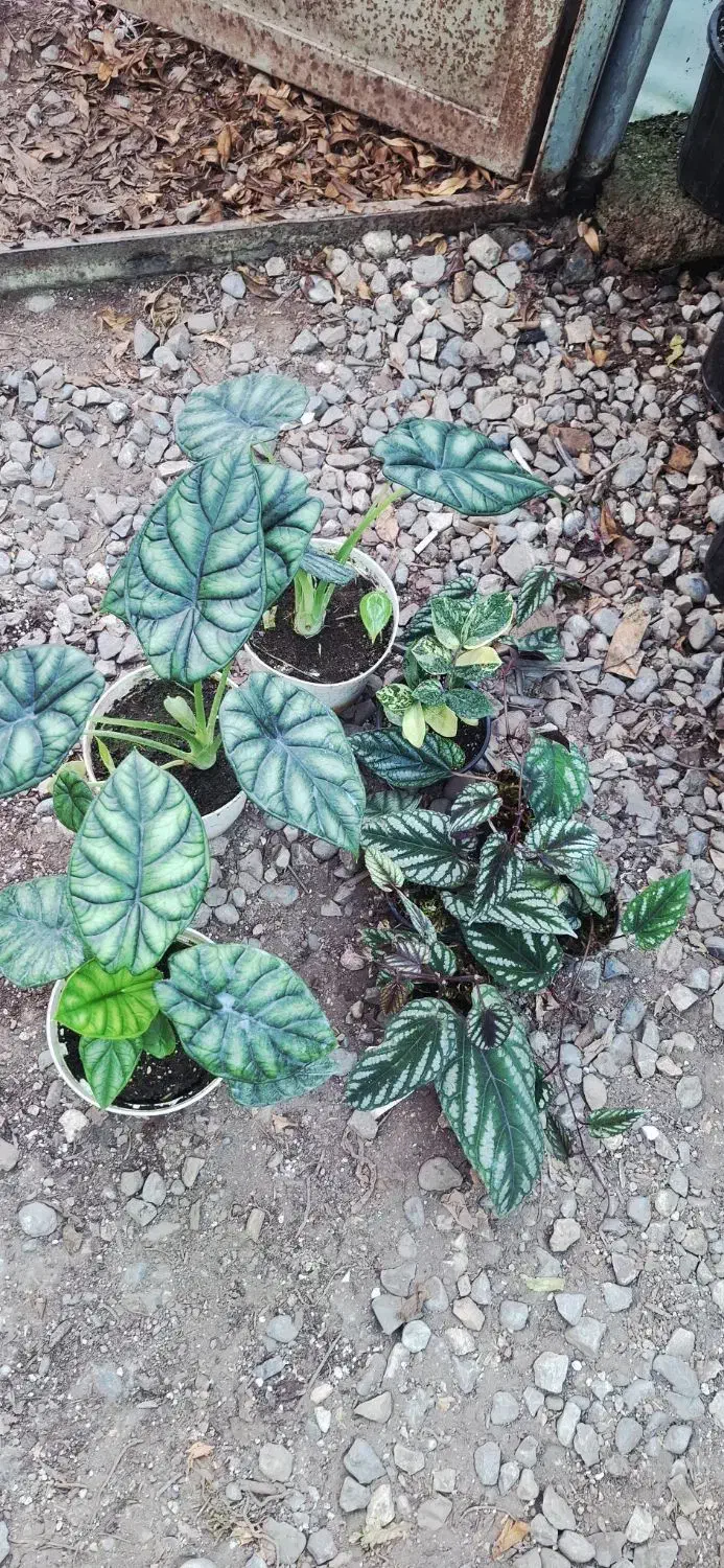 دیفن باخیا انجیری ابلق|گل و گیاه طبیعی|گرگان, |دیوار