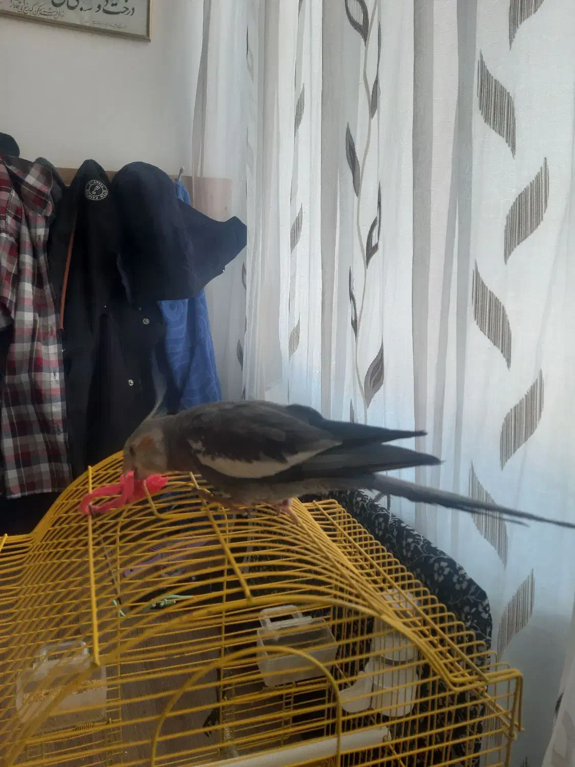 فروش عروس هلندی نر نژاد آهویی با قفس|پرنده|اسفراین, |دیوار