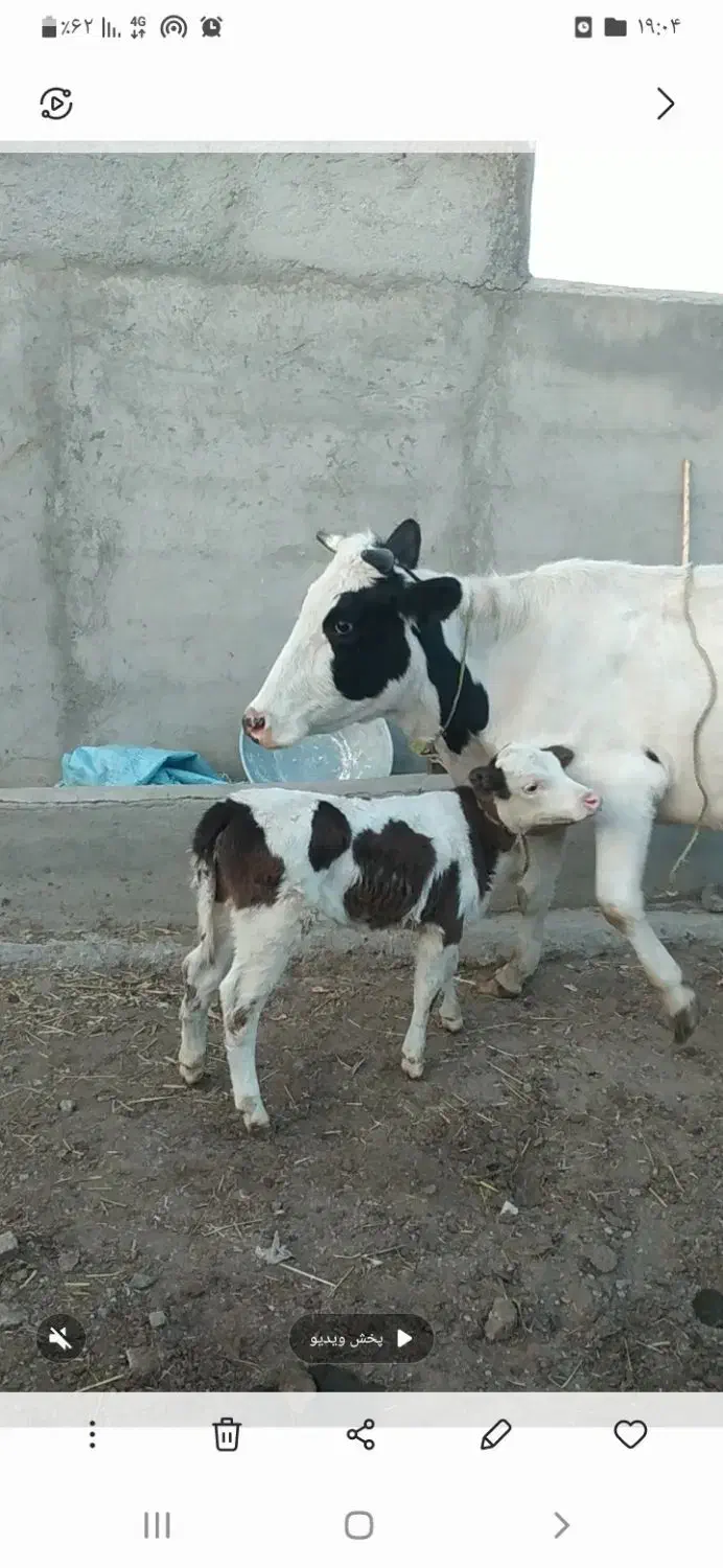 تلیسه گاو با گوساله ماده مونت|حیوانات مزرعه|انگوت, |دیوار