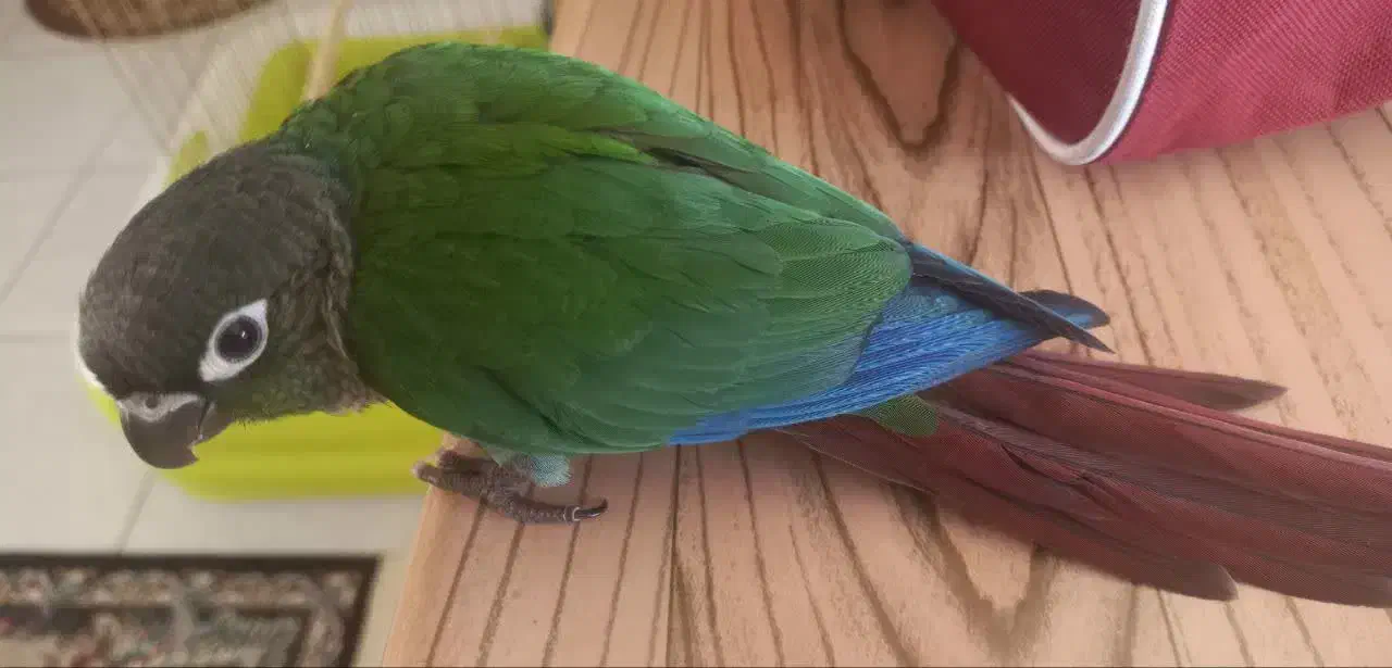 طوطی گرینچیک خونگی ۳ماهه|پرنده|مهریز, |دیوار