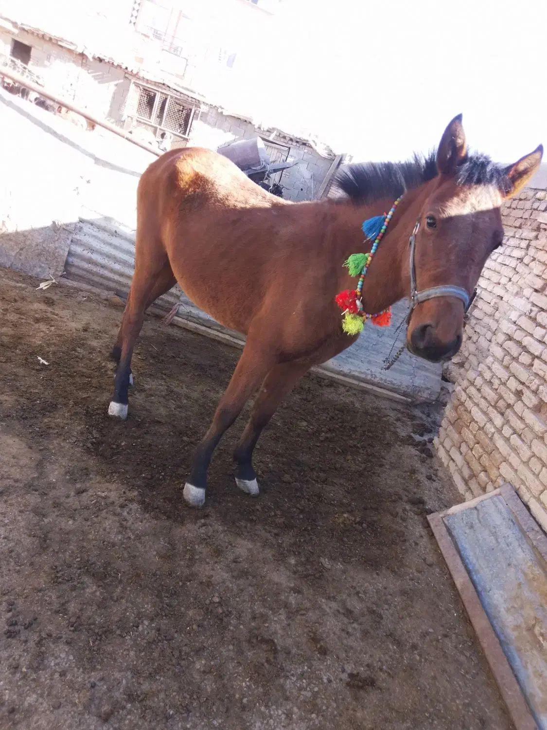 کره مادیون|اسب و تجهیزات اسبسواری|کیار, |دیوار