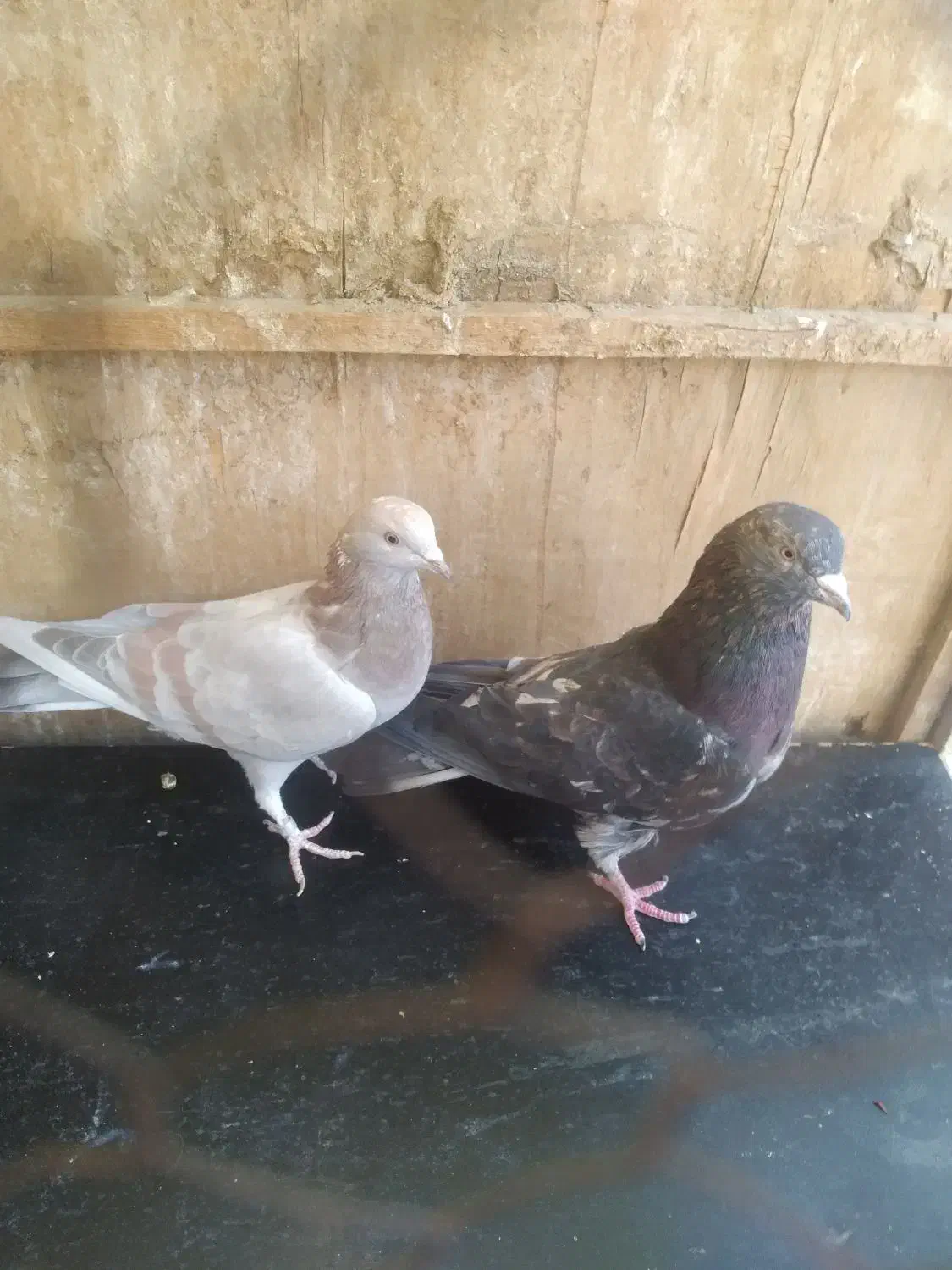 سرور‌پرشی|پرنده|ری, تقی آباد|دیوار