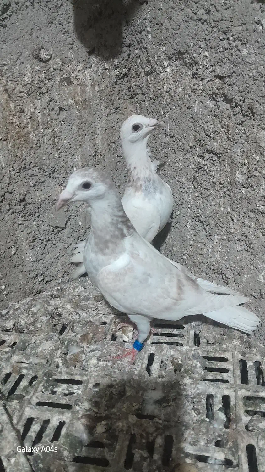 ساراوقون فری|پرنده|گنبد کاووس, |دیوار