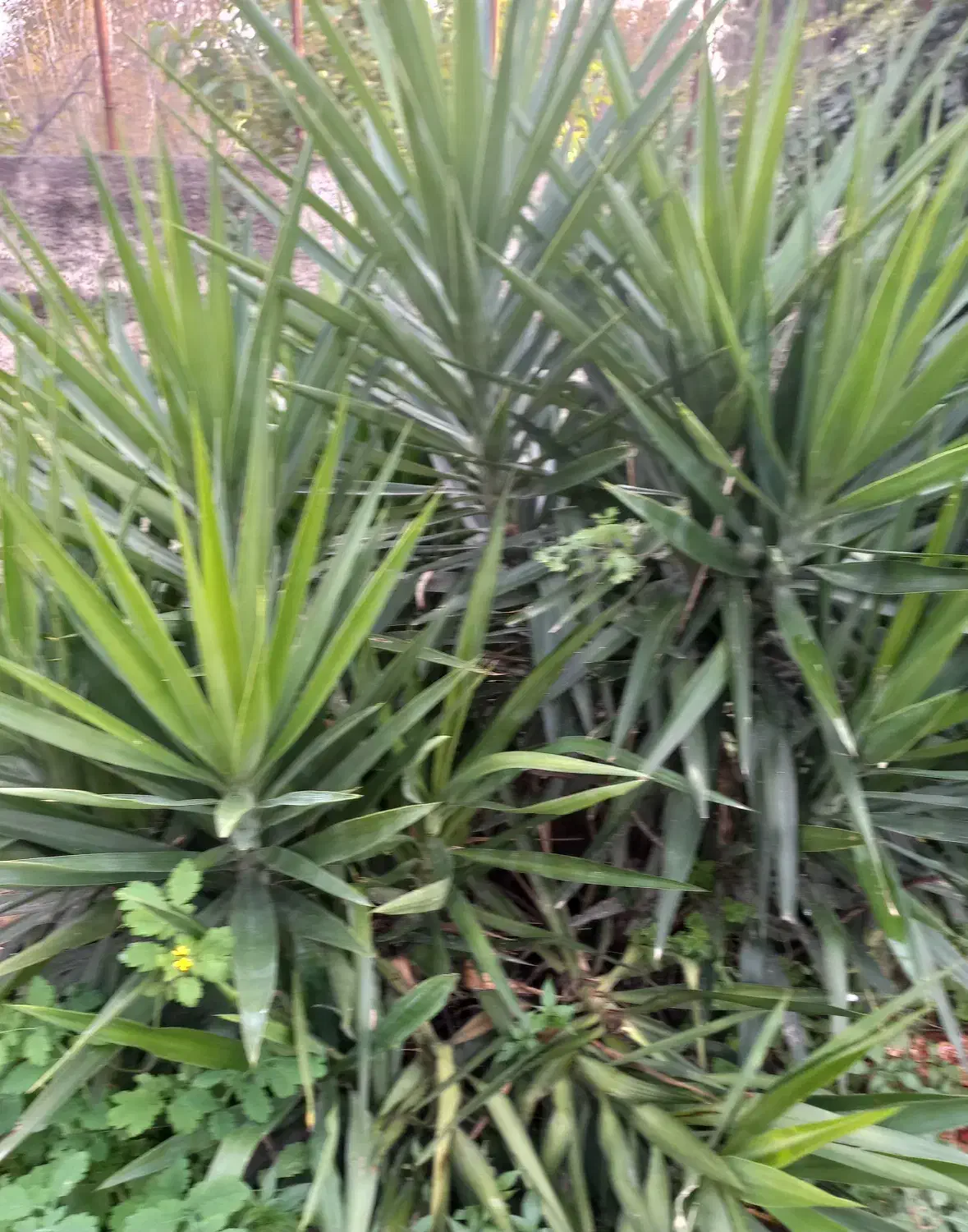 گل یوکا زینتی|گل و گیاه طبیعی|آمل, |دیوار