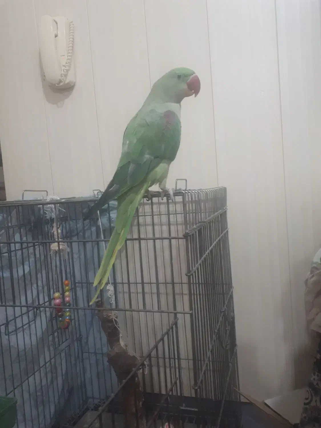 شاه طوطی تمیز|پرنده|بندر ترکمن, |دیوار