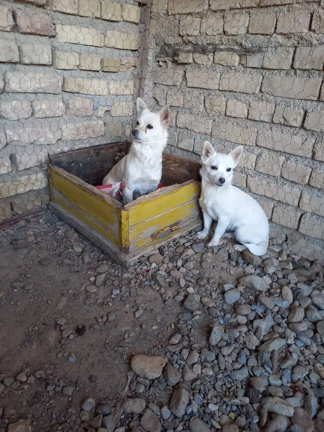 یه عدد سگ|سگ|گیان, |دیوار