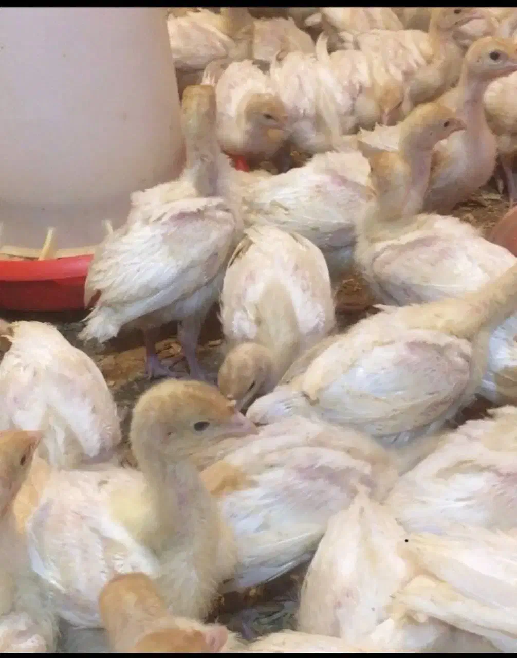 نیمچه بوقلمون بیوتی|حیوانات مزرعه|رودسر, |دیوار