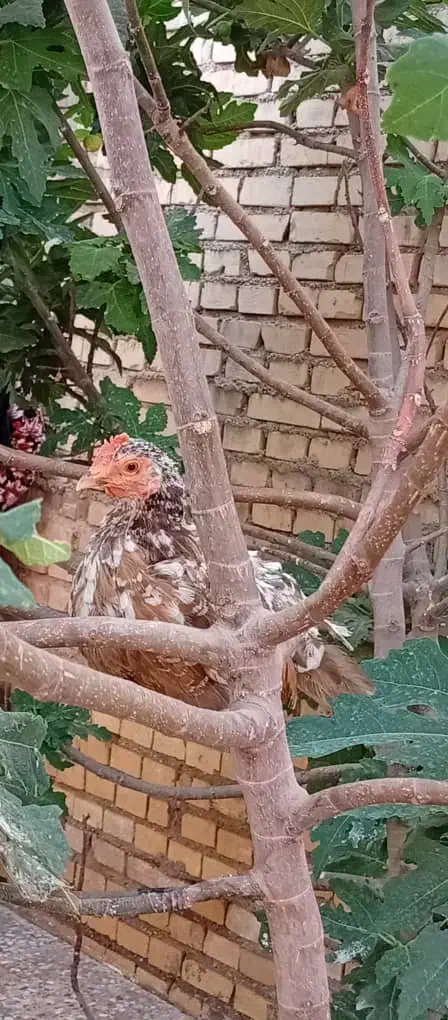 مرغ و خروس چامپینز|حیوانات مزرعه|اهواز, گلدشت|دیوار