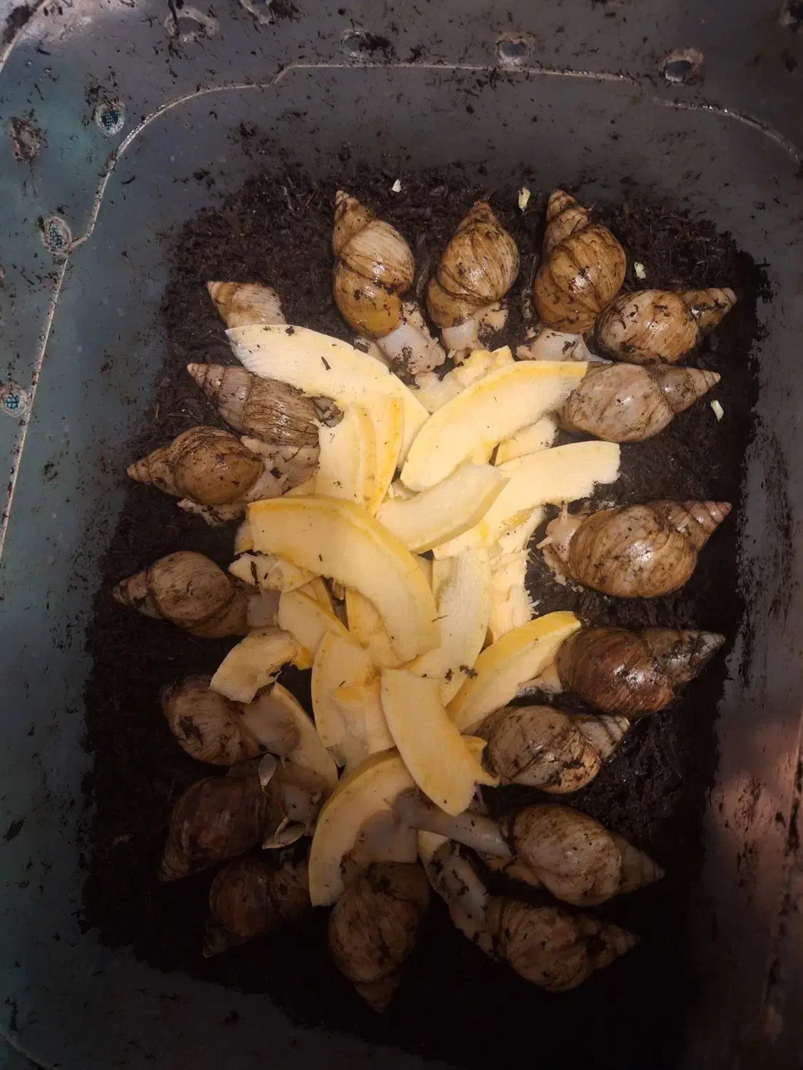 حلزون آماده تخم + مشاوره رایگان|حیوانات مزرعه|قم, زنبیل آباد|دیوار