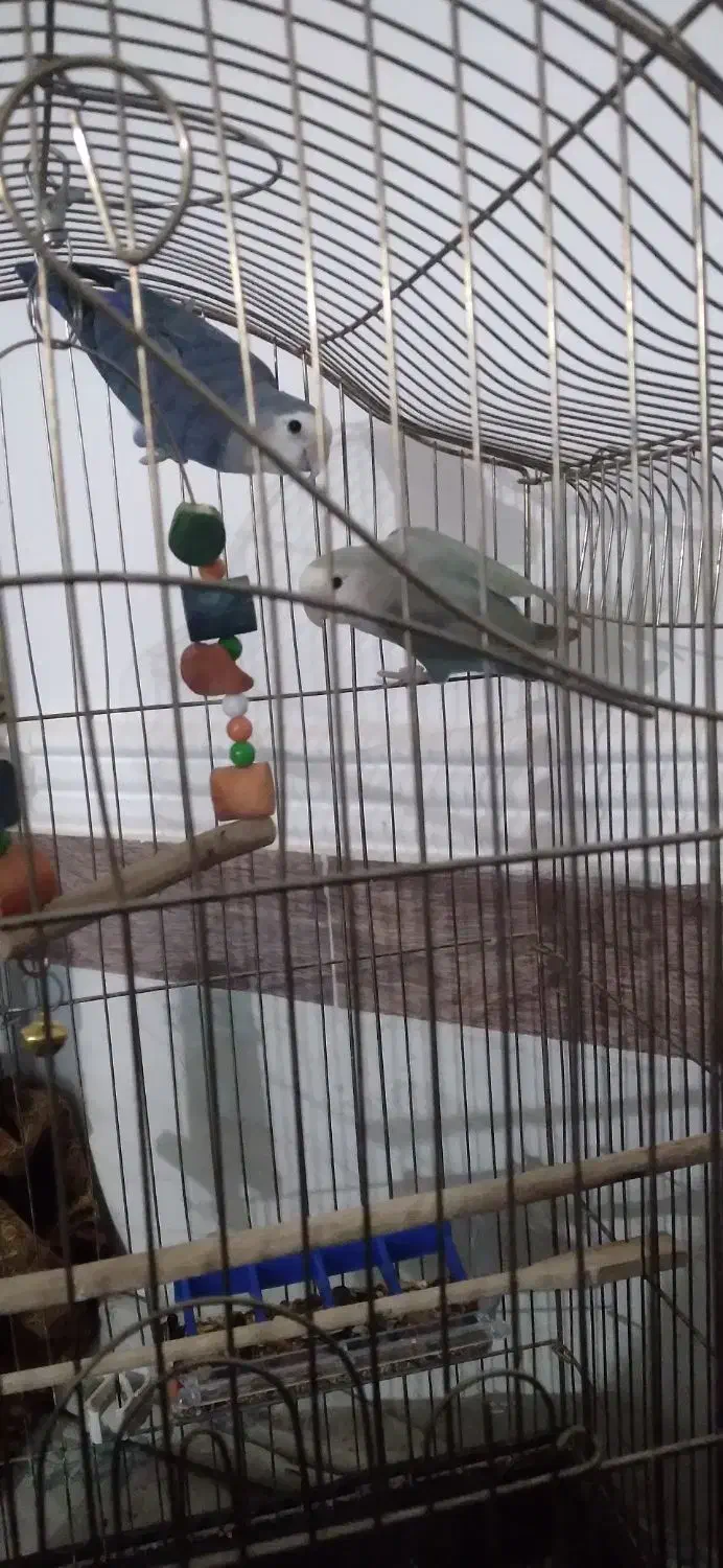 طوطی برزیلی|پرنده|کرفتو, |دیوار