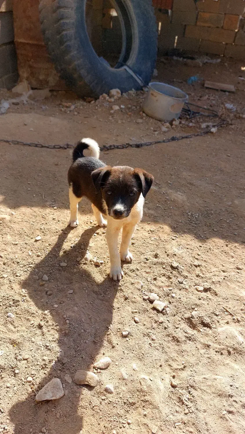 سگ پشمالو پاکوتاه|سگ|شیروان (خراسان), |دیوار