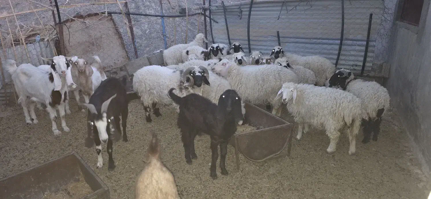 فروش چند راس بره ومیش بزرگ وکوچک|حیوانات مزرعه|سراوان, |دیوار