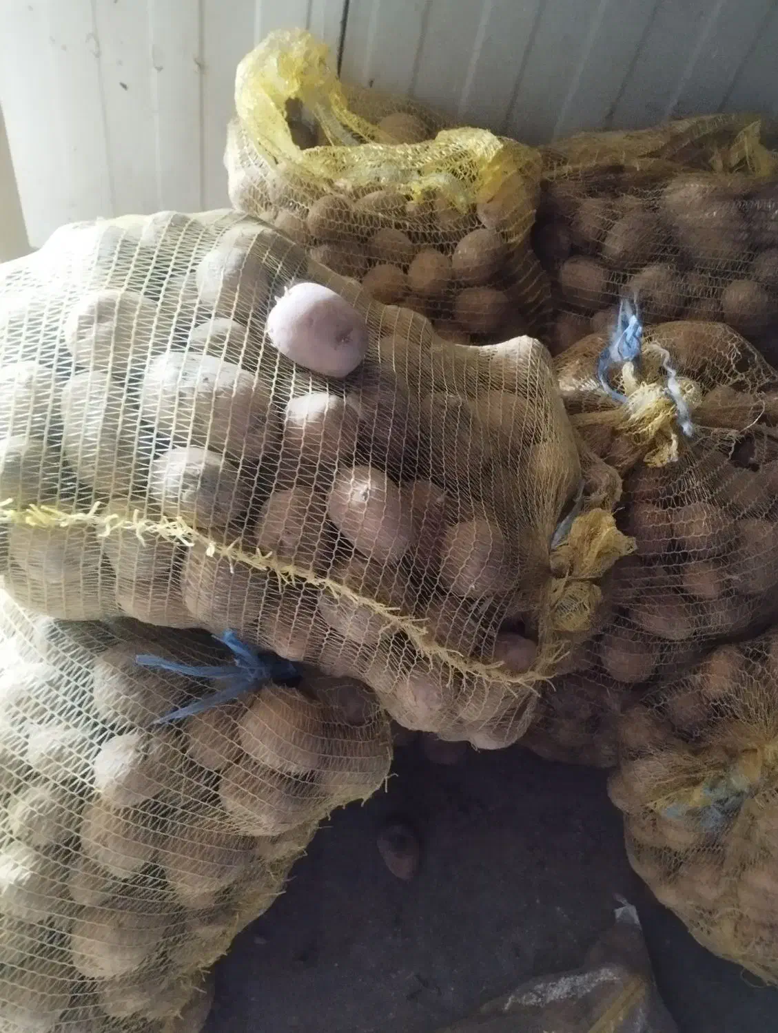 سیب بذری|گل و گیاه طبیعی|جیرفت, |دیوار