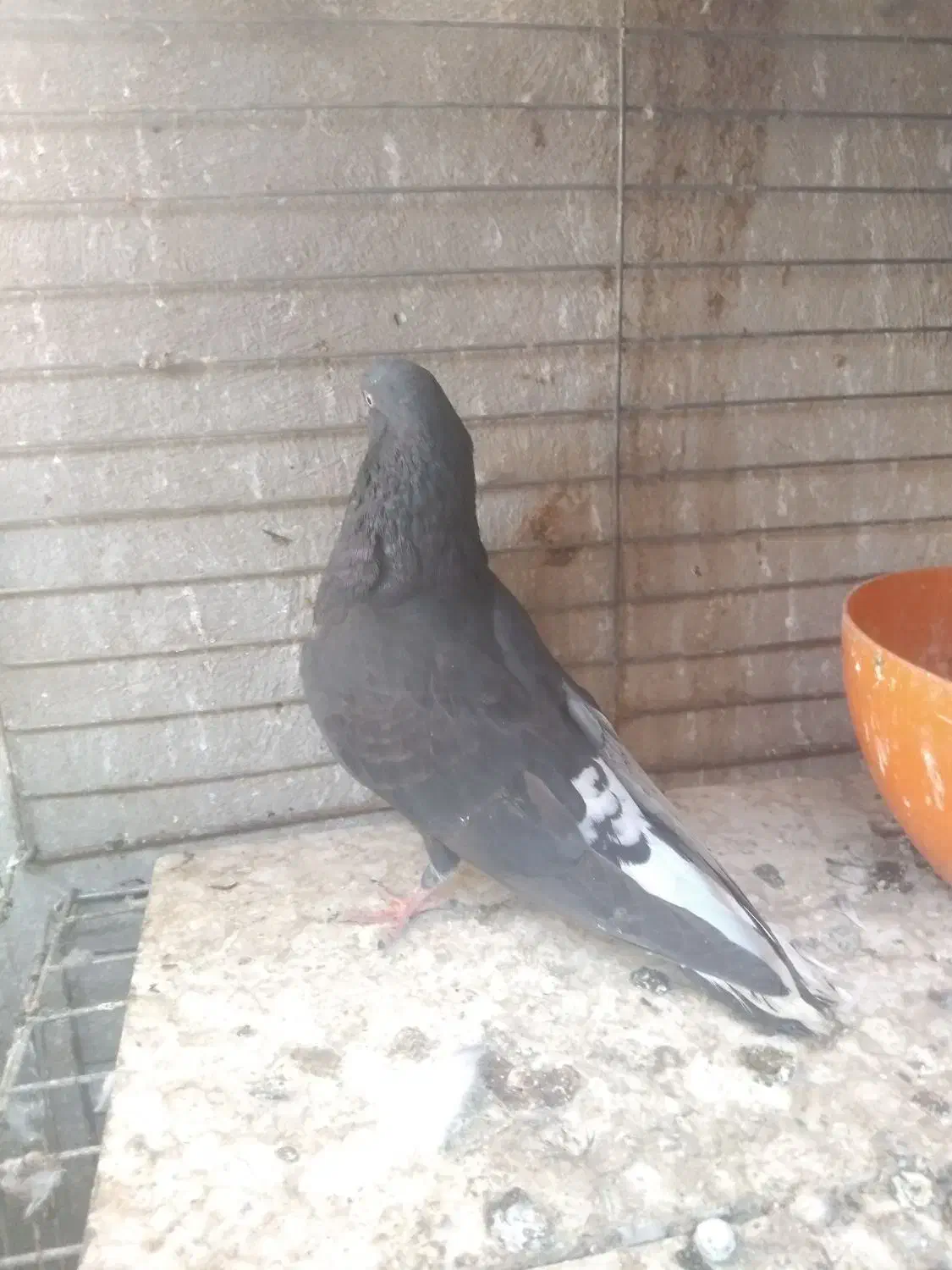 کبوتر اشعل کاشانی سیاه و سرخ|پرنده|بندر ماهشهر, |دیوار