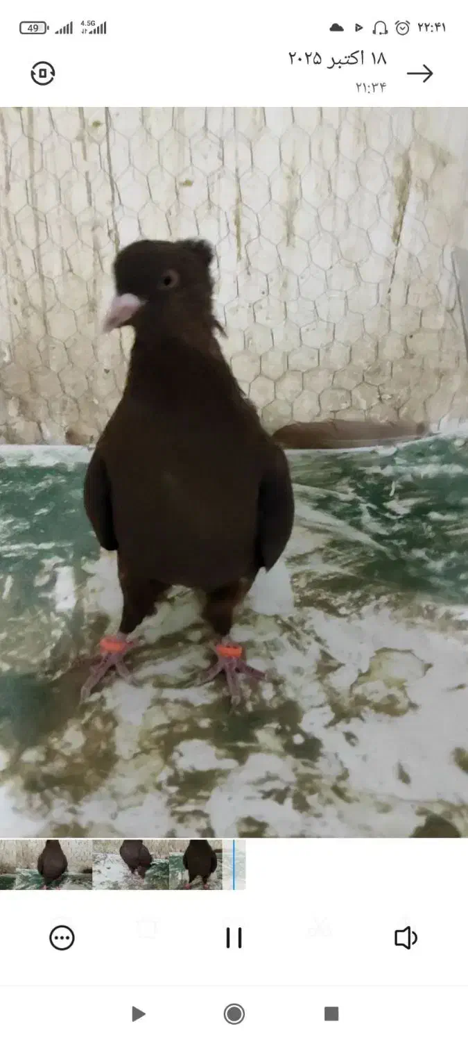 ماده سرخ دم سفید|پرنده|فرح دشت, |دیوار