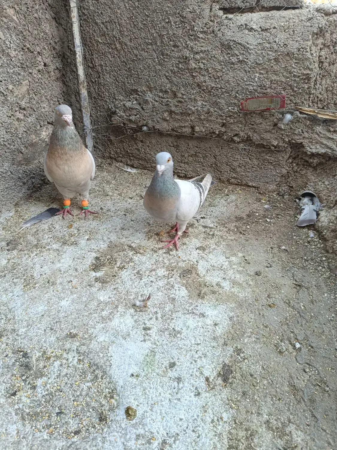 نقره ای|پرنده|کوهمره, |دیوار