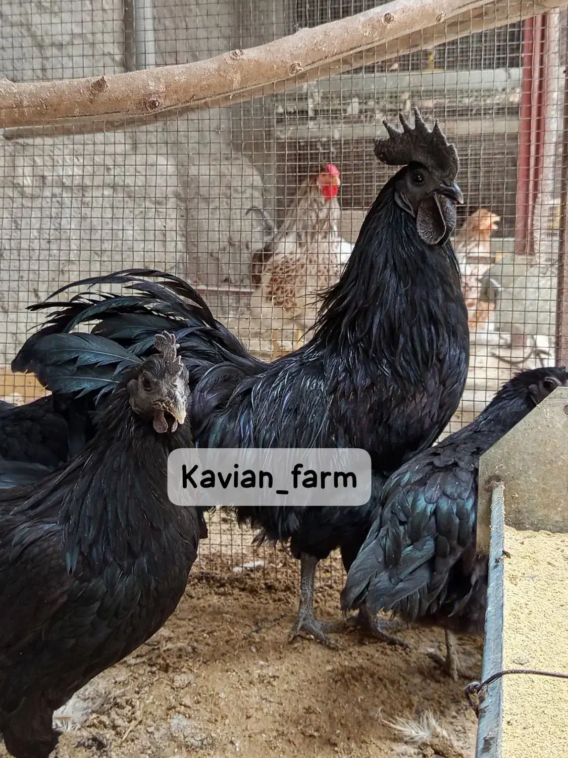 تخم،جوجه آیام سمانی،براکل،برهما،ویاندوت|حیوانات مزرعه|تهران, استاد معین|دیوار