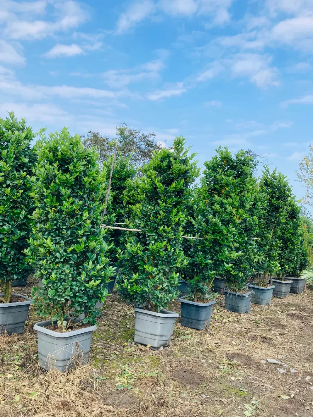 فروش گل و گیاه|گل و گیاه طبیعی|تنکابن, |دیوار