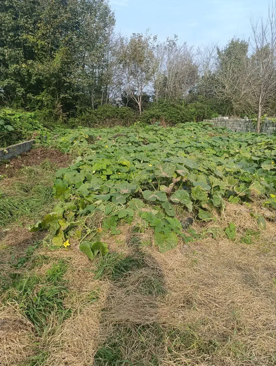 زمین مسکونی|فروش زمین و ملک کلنگی|لنگرود, |دیوار