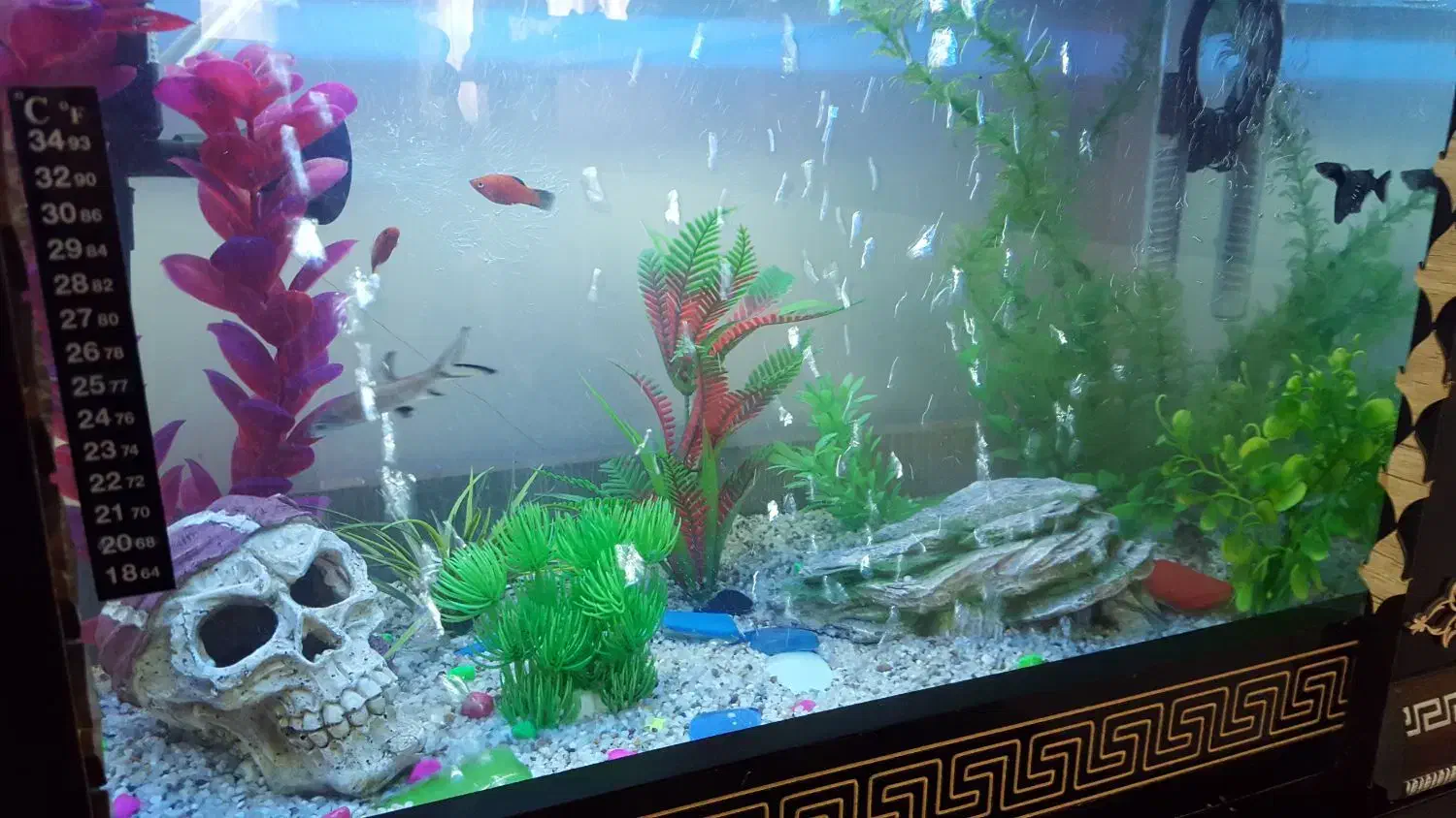 آکواریوم خانگی|ماهی|قم, زنبیل آباد|دیوار