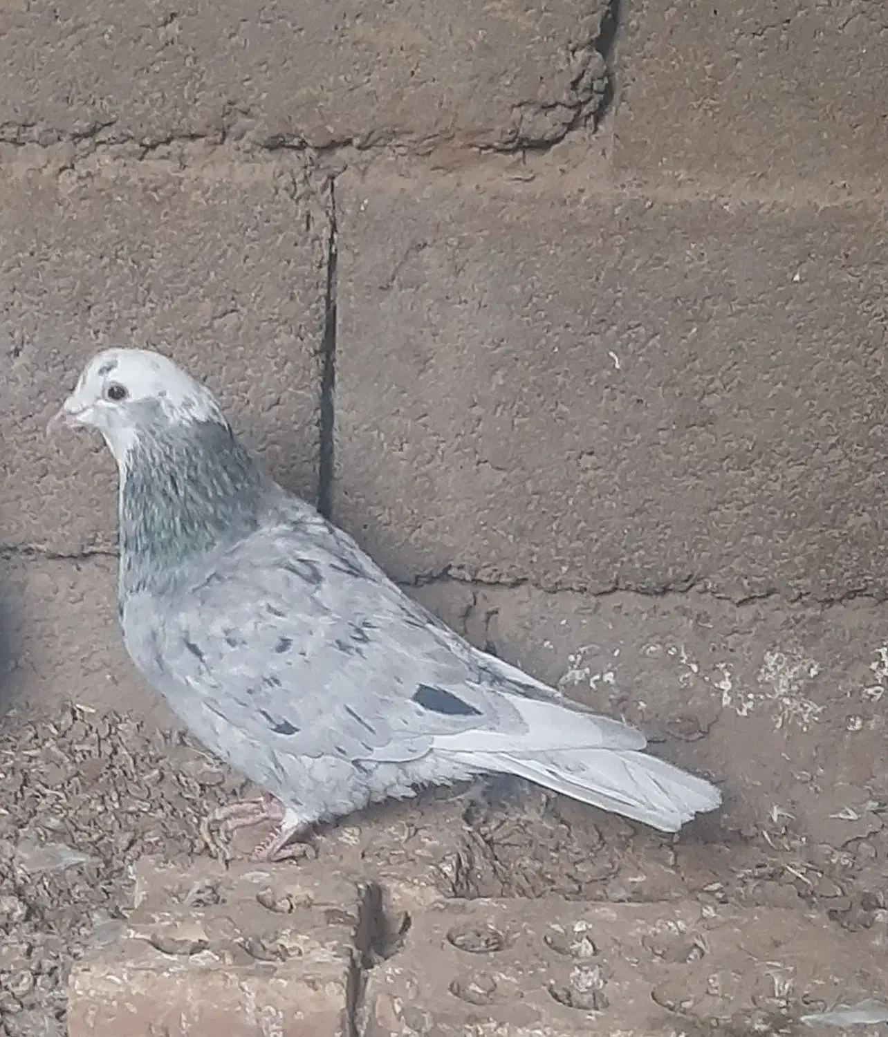 کبوتر|پرنده|عطاملک, |دیوار