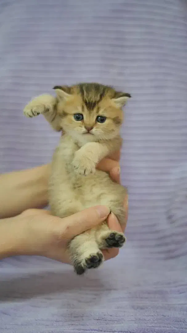 بچه های بریتیش اصیل(چهارباغ بالا)|گربه|اصفهان, باغ زرشک|دیوار