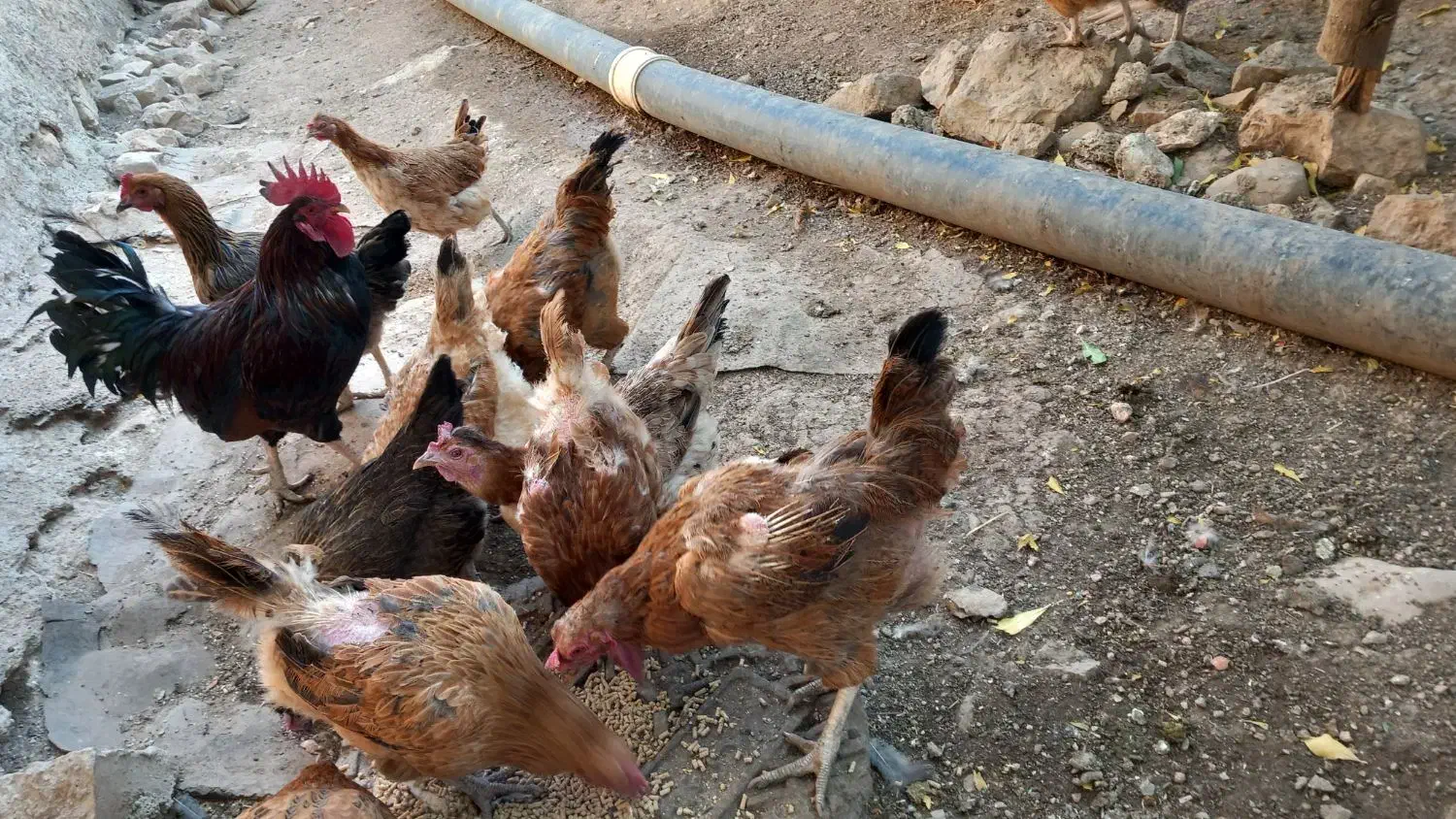 مرغ محلی|پرنده|سرپل ذهاب, |دیوار