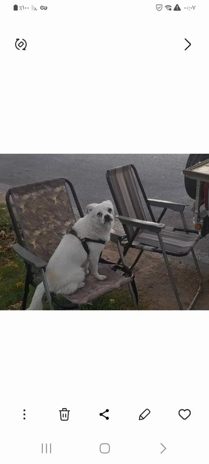 سگ گمشده مژدگانی|حیوانات|هشتگرد, فاز ۱ مهستان|دیوار