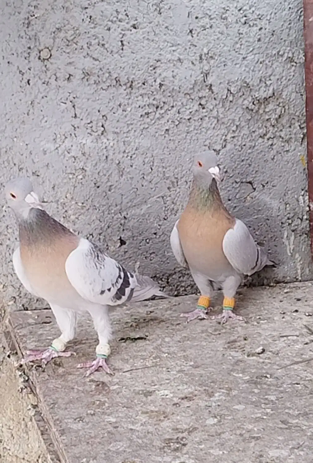 بهبهانی و پلاکی|پرنده|شیراز, شیخ علی چوپان|دیوار