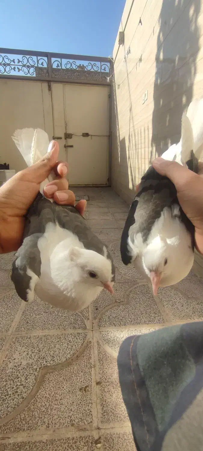 کفتر|پرنده|یزد, |دیوار