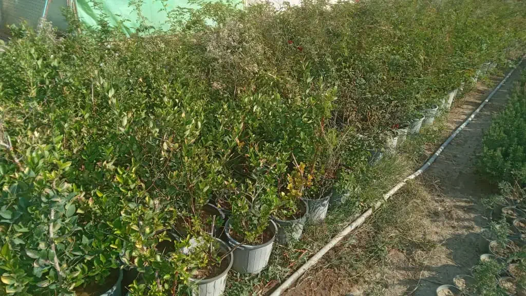 یاس هلندی|خدمات باغبانی و درختکاری|پاکدشت, پاکدشت (مامازند)|دیوار